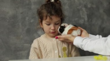 Kaprisli küçük kız gri arka planda izole edilmiş, bedava fotokopi alanı olmadan masada oturuyor. Çocuk benekli kobayla oynamak istemiyor. Dişi eller küçük mağaraları tutarlar. Çocuklar ve evcil hayvanlar.