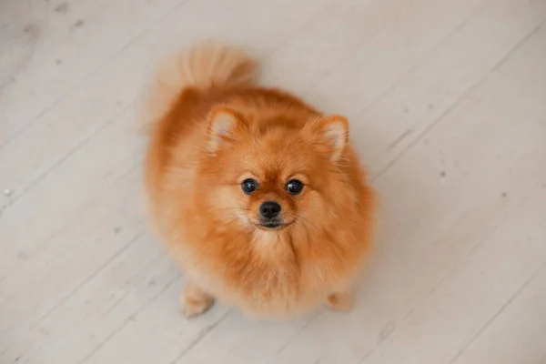 Cãozinho Pomerano Bonito Senta Soalho Quarto Casa Atentamente Olha Para — Fotografia de Stock