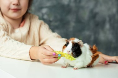 Cute little girl of kindergarten age feed by hand white-orange-black guinea pig sitting on table. Furry cavy eat lettuce. Child play with small animal friend. Look after pets. Love animals. clipart