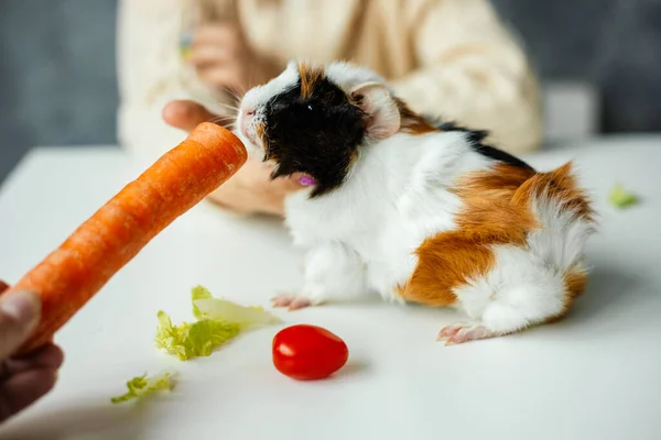 stock image Cropped hand playing and feeding small spotty white, brown, black guinea pig sitting on table. Domestic pet care, healthy eating and lifestyle, owner responsibility. Good nutrition and diet for pets