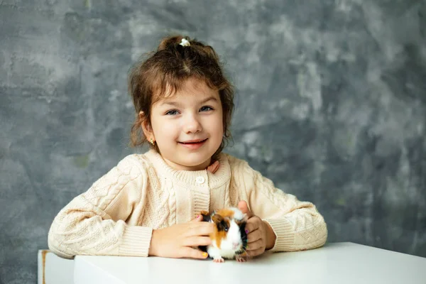 Anaokulunun Neşeli Küçük Kızı Masada Oturan Beyaz Turuncu Siyah Kobayla — Stok fotoğraf