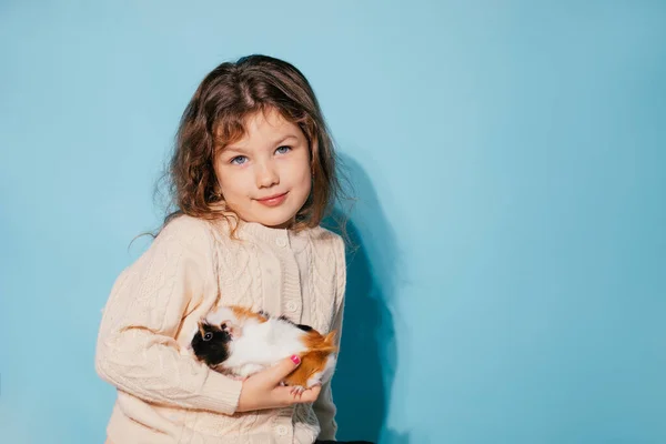 Cute Smiling Little Girl Holding Small Lovely Multicolored Guinea Pig — Stock Photo, Image