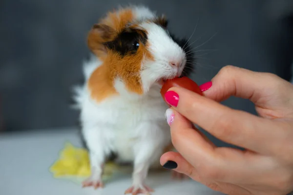 Close Photo Cute Guinea Pig Eating Cherry Tomato Cropped Woman — Stock Photo, Image