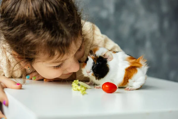 Close up photo of little girl watching, playing and feeding small spotty guinea pig sit on table with vegetables. Time to eat, feeding of domestic pet, care and responsibility on gray wall background