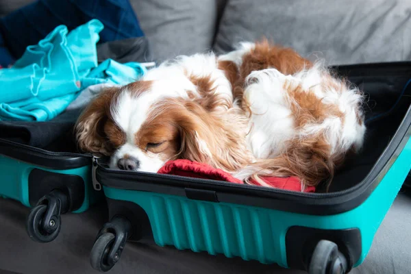 Portrait of Cavalier King Charles spaniel dog lying with closed eyes in open turquoise suitcase full of clothes on grey sofa, waiting for owner, missing master, sleeping, relaxing after travelling.
