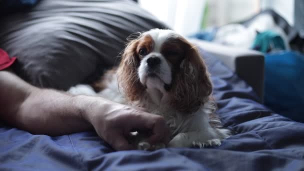 Unrecognizable Man Playing Paws Calm Patient Dog Cavalier King Charles — Αρχείο Βίντεο