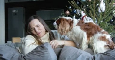 Beautiful happy woman play with cute spaniel dog sitting on sofa near decorated christmas tree. Brown and white cavalier spaniel puppy. Celebrating Christmas or New Year. Pet caress, home resting.