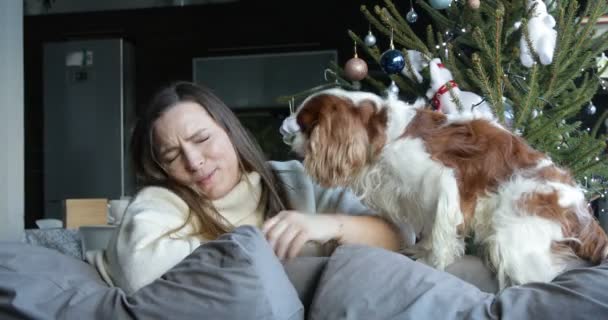 Beautiful Happy Woman Play Cute Spaniel Dog Sitting Sofa Decorated — Video