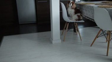 Obedient little spaniel sit on chair at kitchen table and run away on command. Dining room modern design. Cavalier King Charles Spaniel, white and brown blenheim. Woolly dog, beautiful pet.