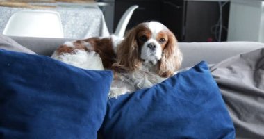 Cute little spaniel get up and leave resting place on sofa. Beautiful furry puppy lying on soft couch pillows. Cavalier King Charles Spaniel, white and brown blenheim. Home relaxation.