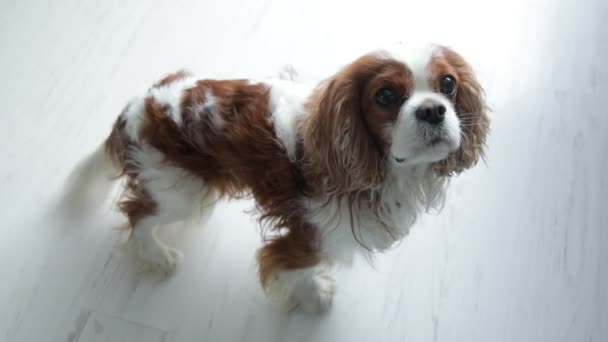 Obedient Little Spaniel Carefully Look Sitting Floor Wagging Tail Beautiful — Stock video