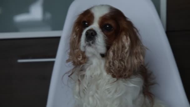 Cute Little Spaniel Keep Eyes Person While Turning Head Sad — Vídeo de stock