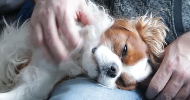 Happy Furry Spaniel Sleeping Male Leg Closeup Adult Man Carefully — стокове відео