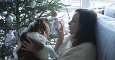 Video of brunette woman playing and stroking cavalier king Charles spaniel dog licking and kissing owner, sitting on sofa near Christmas tree with toys and garland against window. 4k resolution