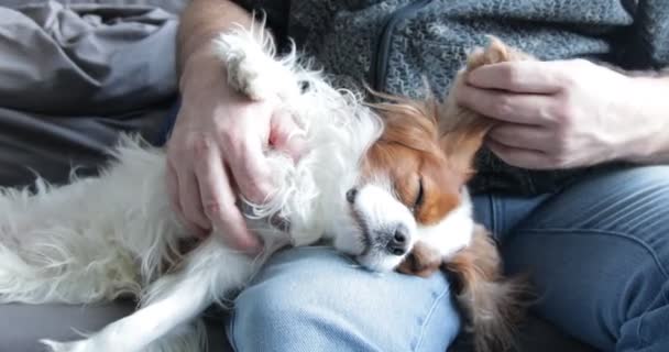 Happy Furry Spaniel Sleeping Male Leg Camera Zooming Closeup Adult — Stockvideo
