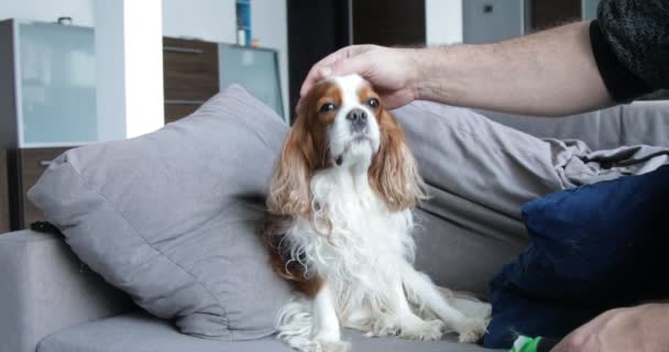 Happy Furry Spaniel Sitting Sofa Adult Man Carefully Stroking Puppy — Vídeo de stock