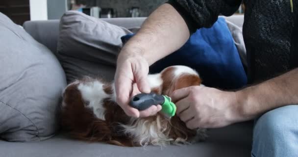 Woolly Spaniel Lying Sofa Adult Man Combing Out Fur Puppy — Vídeo de stock