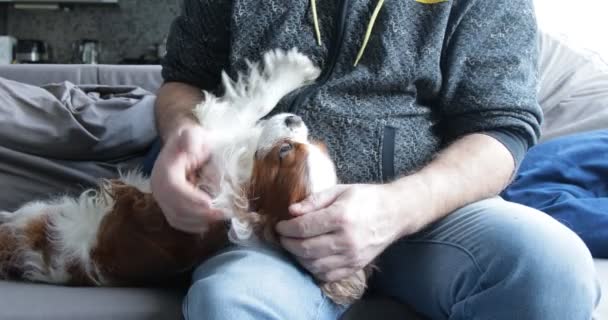 Happy Furry Spaniel Lying Male Leg Adult Man Carefully Scratch — Αρχείο Βίντεο