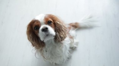 Sessiz küçük spanyel dikkatlice yukarı bak. Yukarıdan, sabit bir şekilde yere oturuyor. Kamera yakınlaştırılıyor, yakınlaştırılıyor. Göz kırpan güzel tüylü köpek yavrusu gözleri. Şövalye Kral Charles Spaniel, beyaz ve kahverengi Blenheim.