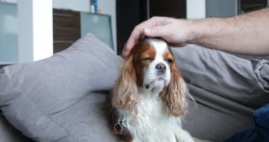 Kanepede oturan tüylü bir spanyel. Kamera yakınlaştırılıyor, yakınlaştırılıyor. Adam köpek yavrusunu dikkatlice okşuyor. Süvari Kralı Charles Spaniel, beyaz ve kahverengi karışımı. Köpeğe göz kulak ol. İçeride dinlenme, hayvan bakımı..