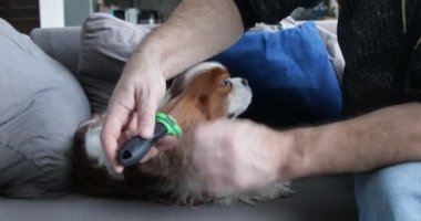 Woolly spaniel on sofa resist combing with the furminator. Adult man look after puppy. Cavalier King Charles Spaniel, white and brown blenheim. Furry dog. Home grooming, animal care.