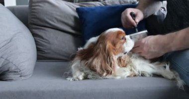 Kanepede yatan mutlu spanyel. Yetişkin bir adam tüylü köpek yavrusunu tarıyor. Süvari Kralı Charles Spaniel, beyaz ve kahverengi karışımı. Evdeki kanepede köpek masajı. İçeride dinlenme, hayvan bakımı..