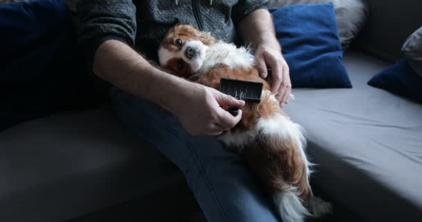 Cute Little Spaniel Lying Male Legs Adult Man Combing Out — 图库视频影像