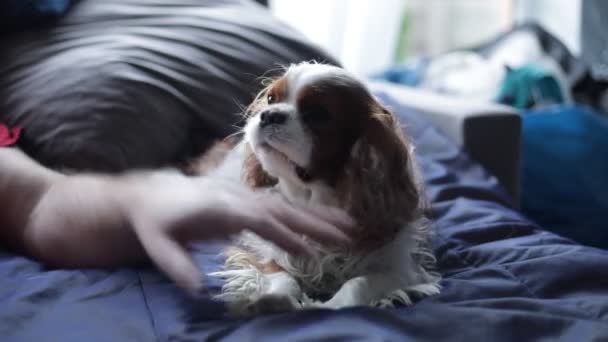 一个无法辨认的人在和漂亮的狗骑士查尔斯国王的爪子玩耍 举起前爪 爱抚躺在家里灰色沙发上的宠物 宠物狗 爱抚宠物 家养动物 — 图库视频影像