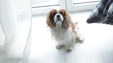 Sevimli küçük spanyel yukarı bak ve pencerenin yanında otururken havla, yukarıdan bak. Güzel tüylü köpek yavrusu sesini veriyor. Süvari Kralı Charles Spaniel, beyaz ve kahverengi karışımı. Sadık dostum, canım..