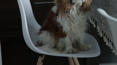 Tired spaniel with sleeping eyes sitting on white chair at kitchen table and blinking. Modern interior and furniture. Cavalier King Charles Spaniel, white and brown blenheim. Woolly dog, nice pet.