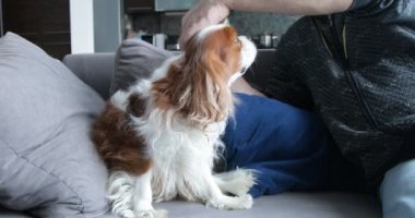 Woolly spaniel sitting on sofa. Adult man combing out fur of puppy with furminator, side view. Cavalier King Charles Spaniel, white and brown blenheim. Furry dog. Home grooming, animal care.