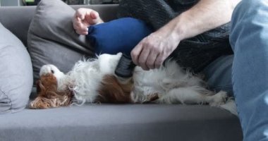Happy cute spaniel lying on back on sofa. Adult man combing out fur of woolly puppy. Cavalier King Charles Spaniel. Blenheim enjoy massage on couch at home. Indoor resting, animal care.