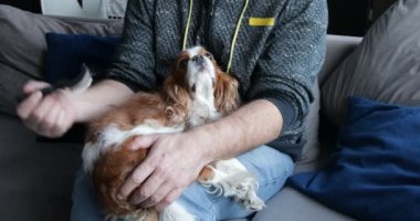 Mutlu spanyel erkek bacakları üzerine yatar ve zevkle gözlerini kapatır. Kamera yakınlaştırılıyor, yakınlaştırılıyor. Uyuyan köpek kürkünü tarayan yetişkin bir adam. Süvari Kralı Charles Spaniel, beyaz ve kahverengi karışımı. Hayvan bakımı..