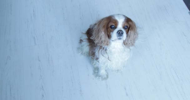 Cute Little Spaniel Carefully Look Sitting Place Floor View Beautiful — Stock Video
