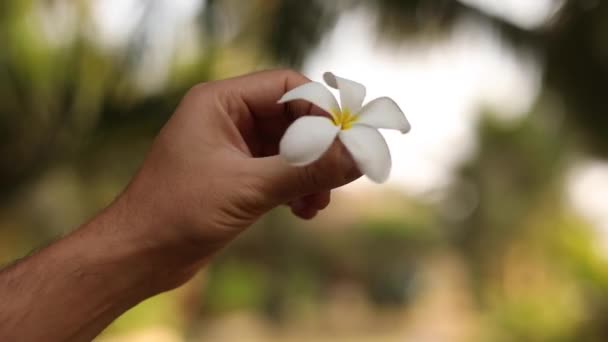 Piękno Jest Proste Jasny Biały Kwiat Pięcioma Płatkami Wiruje Palcach — Wideo stockowe