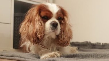 Hoş, tüylü şövalye Charles King Spaniel köpeğine musallat oluyor, kamera önünde dua ediyor ve öne atlıyor. Safkan hayvanlar, itaat eğitimi ve evcil hayvanlar için aktif yaşam tarzı. Köpeklerle oynamak. Video