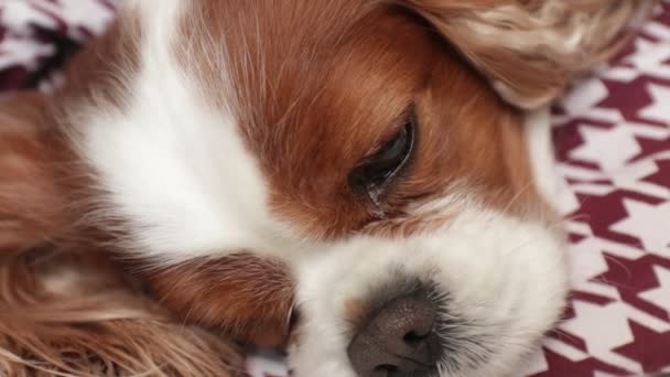 Κοντινό Χαριτωμένο Χνουδωτό Θλιμμένο Σκυλί Του Βασιλιά Καρόλου Κλείνει Μάτι — Αρχείο Βίντεο