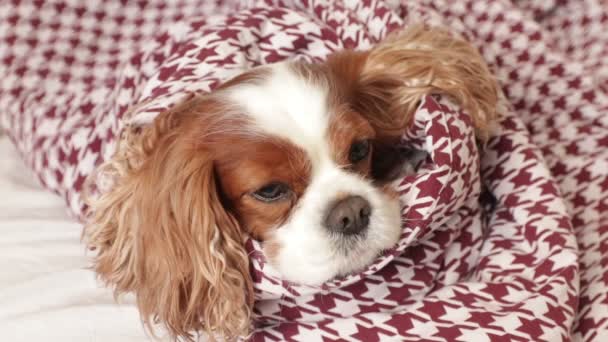 Adorable Esponjoso Caballero Charles King Spaniel Perro Mirando Cámara Acostado — Vídeo de stock