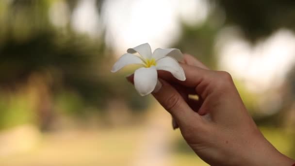 Яркий Белый Цветок Пятью Лепестками Закручивается Пальцами Невидимой Женщины Расплывчатом — стоковое видео