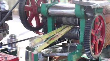 Kesilmiş ellerin şeker kamışı işleme için teknik makine kullanışının videosu, elementlerin etrafında dönen meyve suyu üretimi. İş için kullanılan tarımsal ürünler ekin. Doğal ürün, sıkma suyu.