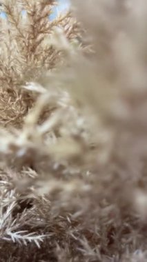 Bir buket kurumuş çiçek makro görüntüsü. Kuru otları yakın plan video arkaplanı. Kurumuş gri eğrelti otu, güzel çiçek aranjmanı. Şık iç dekorasyon, dekoratif buket, ev dekorasyonu..