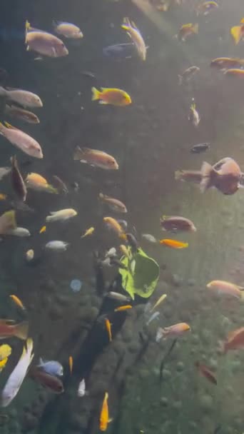 Großes Tiefes Aquarium Mit Kleinen Schwimmenden Exotischen Fischen Vertikales Video — Stockvideo