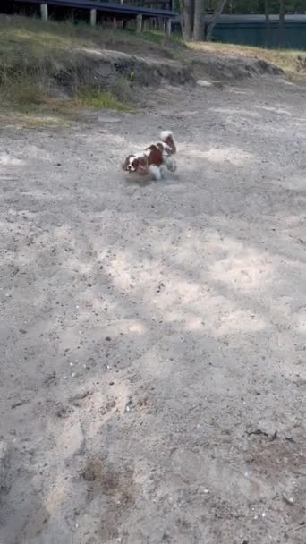 Μικρό Αστείο Σκυλί Σπανιέλ Τρέχει Κατά Μήκος Της Ακτής Της — Αρχείο Βίντεο