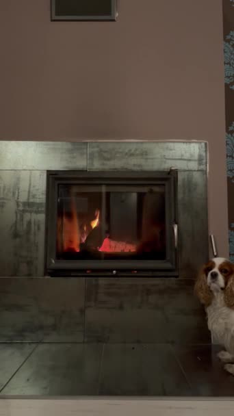 ホーム暖炉垂直ビデオ 閉じられた煙突の中で明るい炎を燃やす かわいい毛皮のスパニエルが消えます 暖炉の近くに座っている茶色と白の犬 家の中のペット 屋内のインテリア 部屋の暖房 — ストック動画