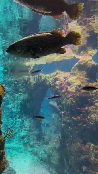 蓝色的大水族馆 有游泳异国的鱼 水生动物和植物构成的漂亮的深海鱼缸 装饰珊瑚和水下珊瑚礁 水下动植物群 — 图库视频影像