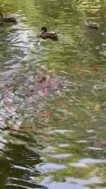 都市公園の池 垂直方向のビデオでクロワッサンに空腹の魚のポンド 野生の水鳥の水泳 魚の水に飛沫 動物の生息地 給餌と浮遊 自然と野生動物 — ストック動画