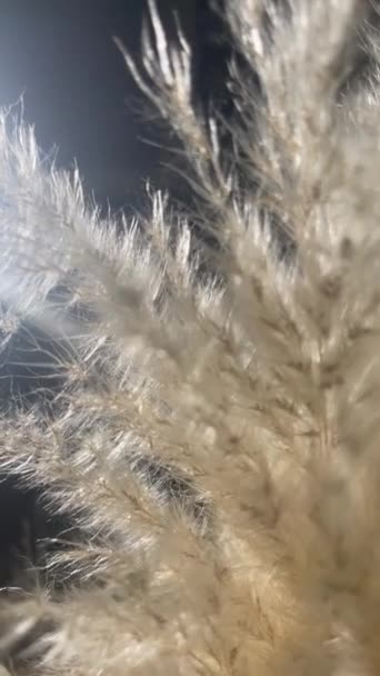 Buquê Orelhas Fuzzy Secas Vista Macro Closeup Secado Ervas Vídeo — Vídeo de Stock