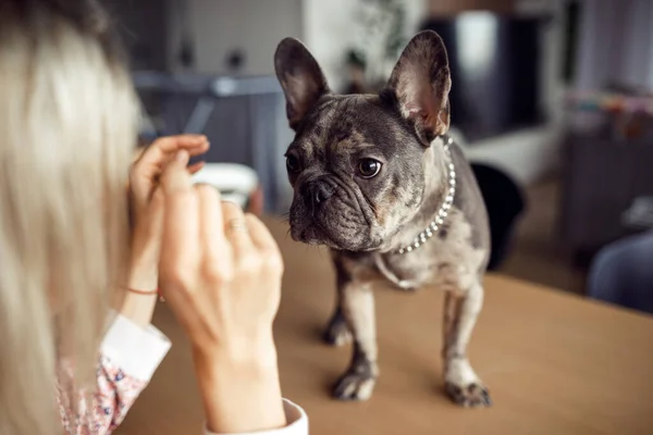 French bulldog. Owner stretches out her hands to cute French bulldog standing on table to stroke. Maintenance and care of dogs. Healthy pets. Happy moments. Friendship and mutual understanding.