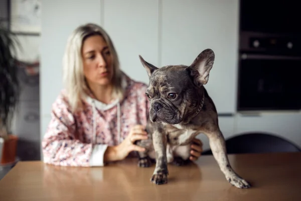 Blonde woman examines her pet French bulldog, putting it on table in front of her. Maintenance and care of dogs. Healthy pets. Happy moments. Positive emotions. Friendship and mutual understanding.