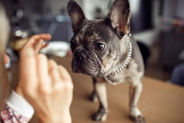 Unrecognizable person stretches out his hands to cute French bulldog standing on table to stroke. Maintenance and care of dogs. Healthy pets. Happy moments. Friendship and mutual understanding.